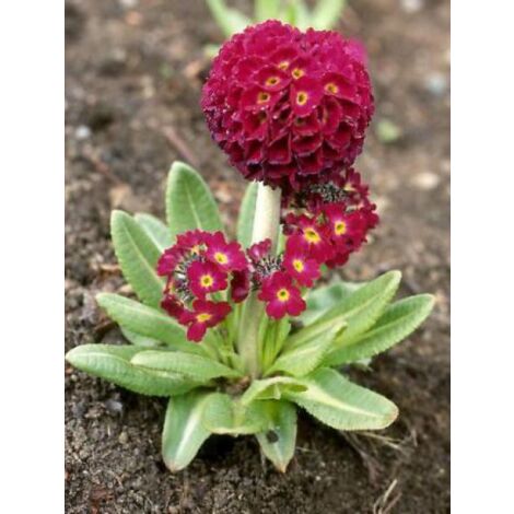 Primevère denticulée 'Rubin' Godet de 8/9 cm