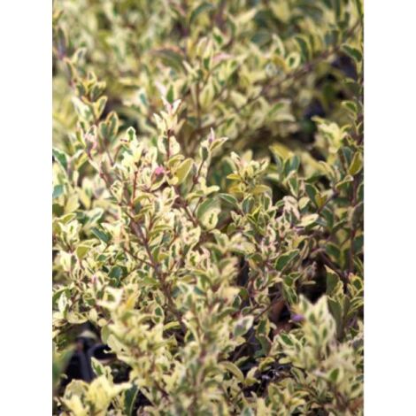 Troène 'Musli® 'muster' ' Godet de 8/9 cm (1/2)