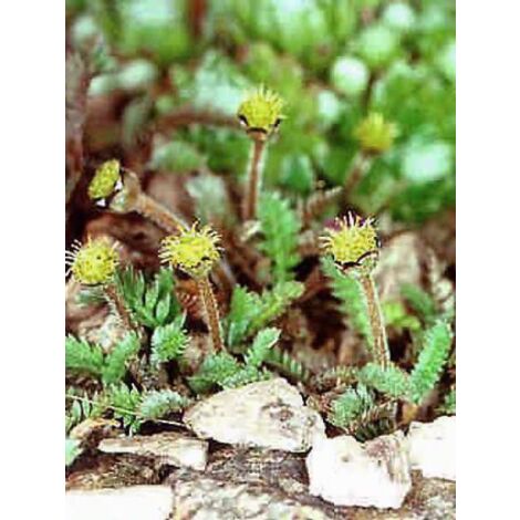 Cotule à bractées Godet de 8/9 cm (1/3)