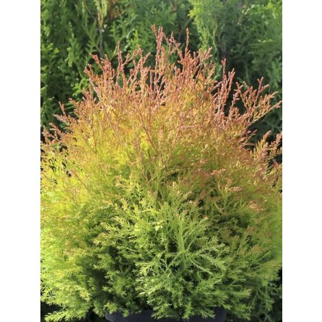Thuya du Canada 'Fire Chief' Pot de 2L/3L (1/5)