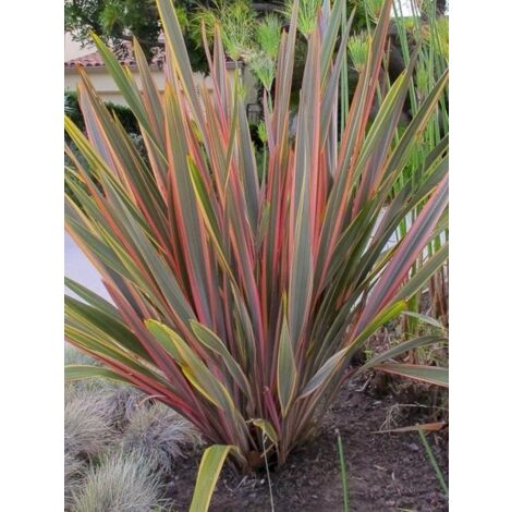 Lin de Nouvelle-Zélande 'Sundowner' Pot de 4L/5L (1/4)