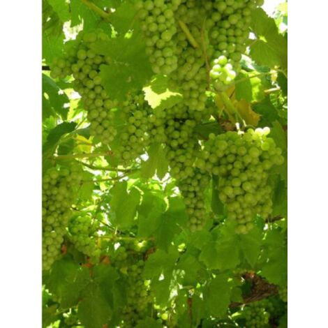 Vigne 'Dattier de Beyrouth'