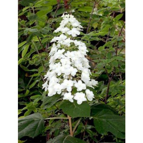 Hortensia à feuilles de chêne 'Snow Queen' Pot de 2L/3L (1/4)