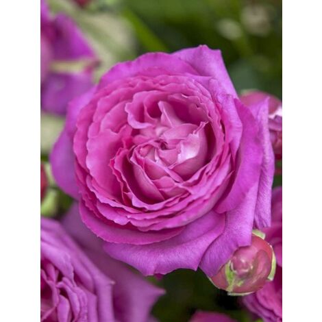 Rosier à fleurs groupées 'Claire Marshall ' Pot de 2L/3L (1/4)