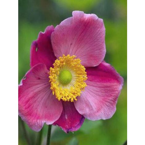 Anémone du Japon 'Hadspen Abundance' Godet de 8/9 cm (1/3)