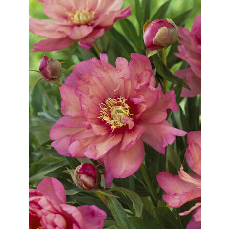 Pivoine Itoh 'Hillary' Pot de 3L/4L (1/2)