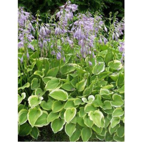 Hosta  'Golden Tiara' Godet de 8/9 cm (1/4)