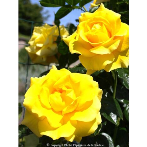 Rosier grimpant 'Golden Boy' Pot de 4L/5L