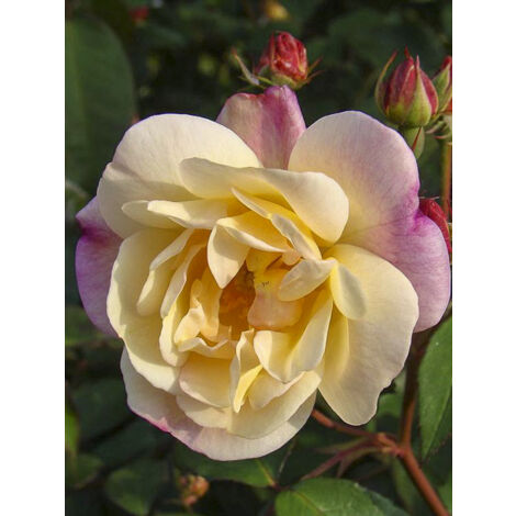 Rosier arbuste moschata 'Apricot Bells' Pot de 4L/5L (1/2)