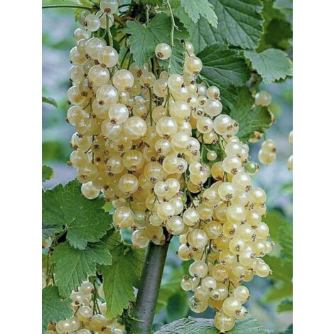 Groseillier 'White Pearl' Pot de 1,5L/2L, Buisson (1/3)