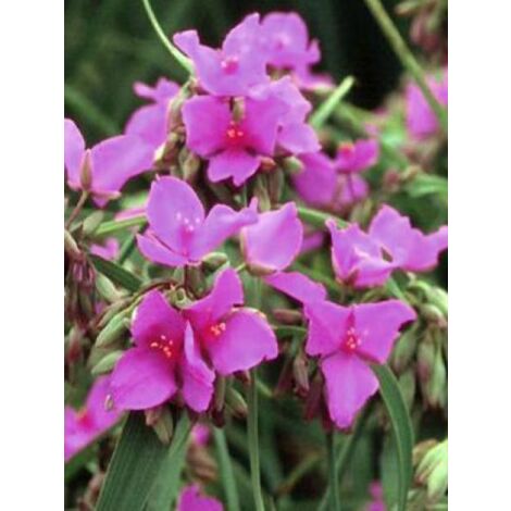 Ephémère de Virginie 'Red Grape' Godet de 8/9 cm (1/2)