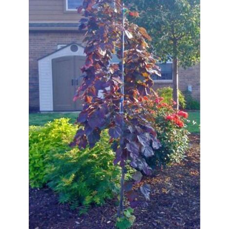 Gainier du Canada 'Ruby Falls' Pot de 7,5L/10L (1/4)