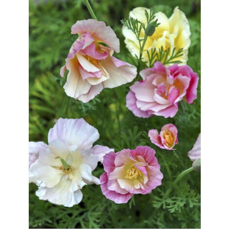 Pavot de Californie 'Bridal Bouquet Mix' le sachet de 200 graines (0,3g) (1/2)
