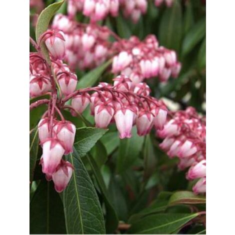 Andromède du Japon 'Katsura'® Pot de 4L/5L (1/5)