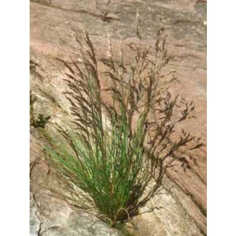 Canche cespiteuse Godet de 8/9 cm (1/5)