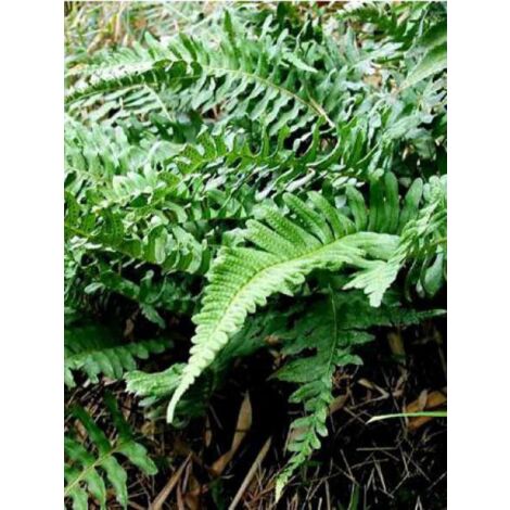Polypode commun Godet de 8/9 cm (1/5)