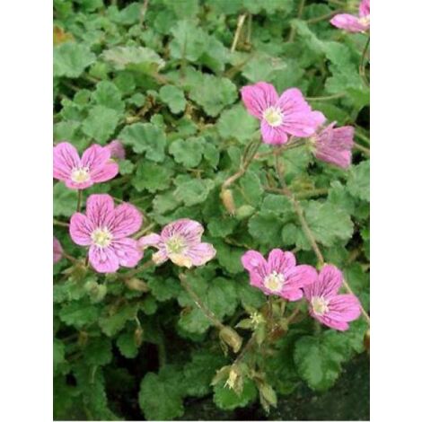 Érodium 'Bishop's Form' Godet de 8/9 cm (1/2)