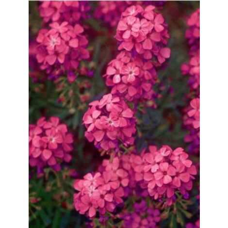 Aéthionema d'Arménie 'Warley Ruber' Godet de 8/9 cm