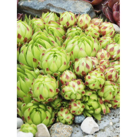 Joubarbe 'Chick Charms Key Lime Kiss' Pot de 10 cm/11cm (1/2)