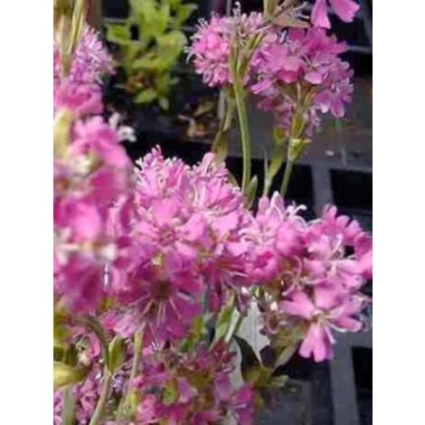 Lychnis des Alpes 'Rosea' Godet de 8/9 cm (1/2)