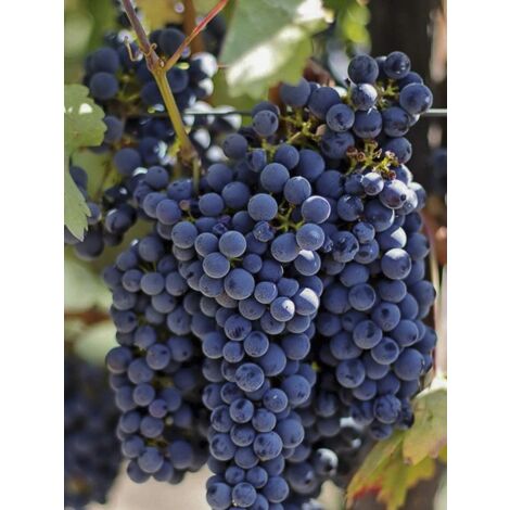 Vigne 'Hatif De Marseille - Muscat Noir' Pot de 2L/3L