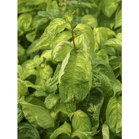 Weigela 'Lime Monster' Godet de 8/9 cm (1/2)