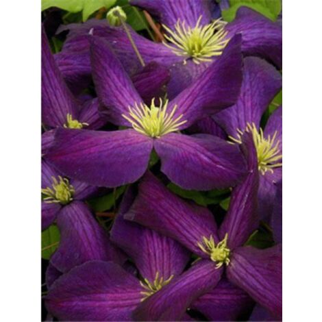 Clématite 'Purpurea'® 'Zojapur' Pot de 2L/3L