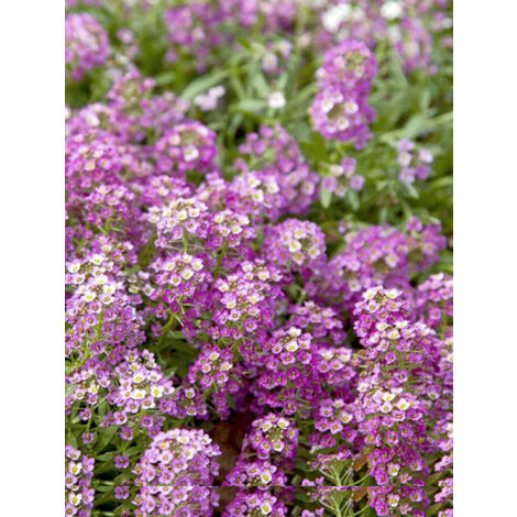 Alysse odorante 'Rosie'O'Day' le sachet de 1050 graines (0,5g) (1/2)