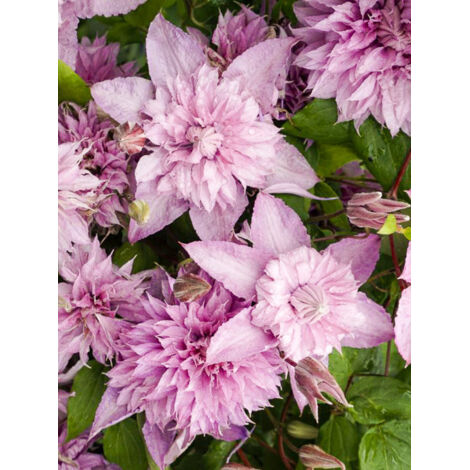 Clématite 'Multi Pink' Pot de 2L/3L