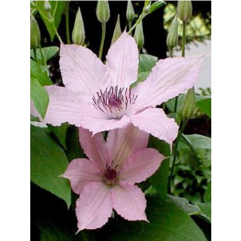 Clématite 'Hagley Hybrid' Pot de 2L/3L