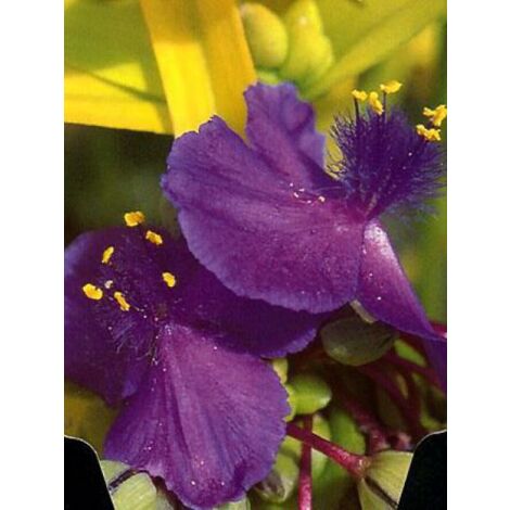 Tradescantia andersoniana 'Sweet Kate' Pot de 2L/3L (1/2)