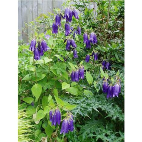 Campanule 'Sarastro' Godet de 8/9 cm (1/4)