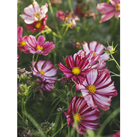 Cosmos 'Velouette' le sachet de 50 graines (0,5g) (1/2)