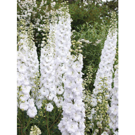 Pied d'Alouette annuel 'Qis White' le sachet de 300 graines (1g) (1/2)