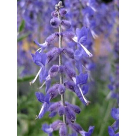 Sauge d'Afghanistan 'Lacey Blue' Godet de 8/9 cm (1/2)