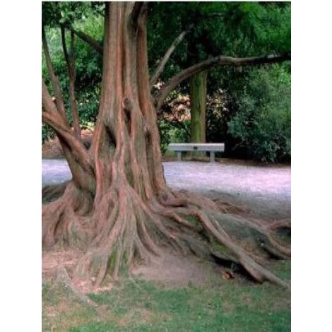 Metasequoia glyptostroboides Pot de 18L/20L