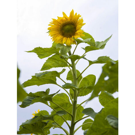 Soleil, Tournesol 'Mongolian Giant' Sachet de 3g (1/2)