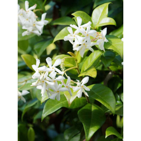 Jasmin étoilé Pot de 2L/3L