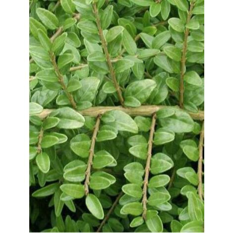 Chèvrefeuille à feuilles de buis 'Hohenheimer Findling' Pot de 1L/1,5L (1/3)