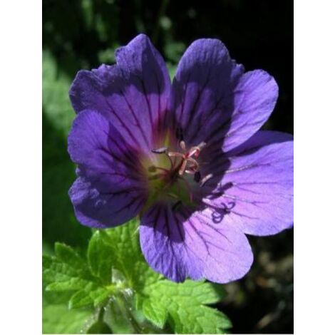 Géranium vivace 'Blue Blood' Pot de 2L/3L (1/2)