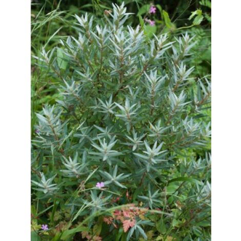 Argousier femelle 'Leikora' Pot de 1,5L/2L