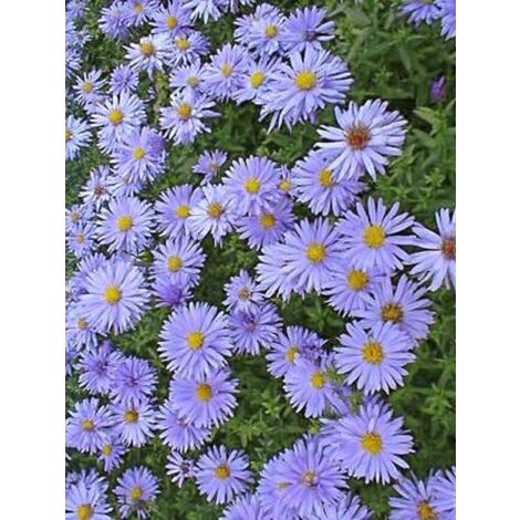Aster nain 'Silberblaukissen' Godet de 8/9 cm (1/2)