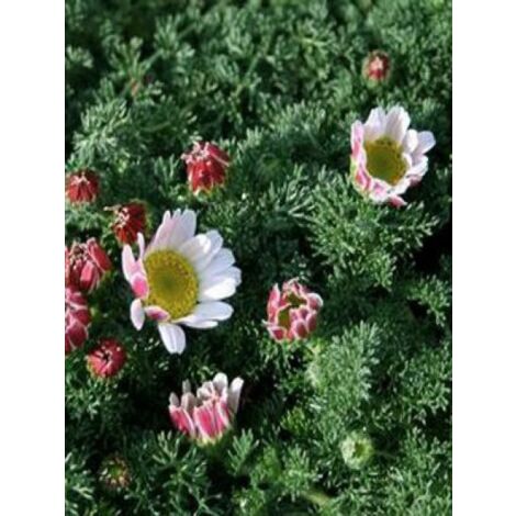 Camomille marocaine Godet de 8/9 cm (1/5)