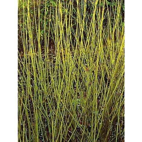 Cornouiller stolonifère 'Flaviramea' Pot de 7,5L/10L (1/5)
