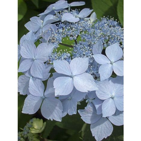 Hortensia 'Blue Deckle' Pot de 2L/3L (1/4)