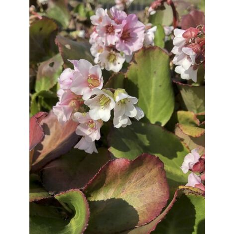 Bergénia à feuilles cordées 'Harzkristall' Godet de 8/9 cm (1/3)