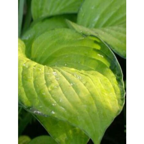 Hosta fortunei 'Gold Standard' Pot de 2L/3L (1/5)