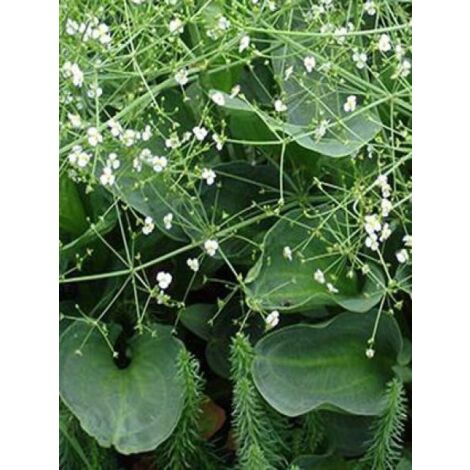 Plantain d'eau parviflora Godet de 8/9 cm (1/4)