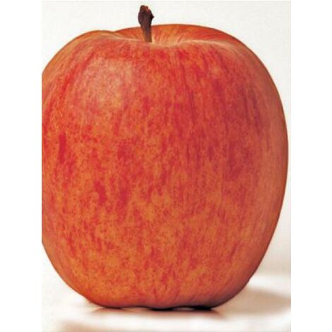Pommier 'Gala' Pot de 7,5L/10L, Gobelet (1/5)