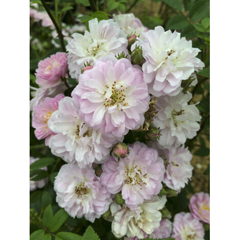 Rosier grimpant 'Little Rambler' Pot de 4L/5L